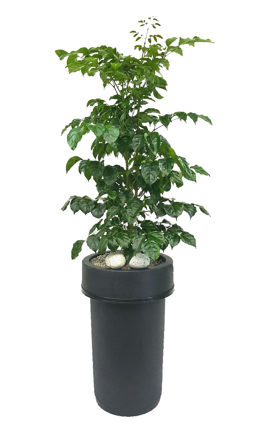 예도화환 미용실 카운터나 네일샵 선반 위에 놓인 테이블야자 연출 사진