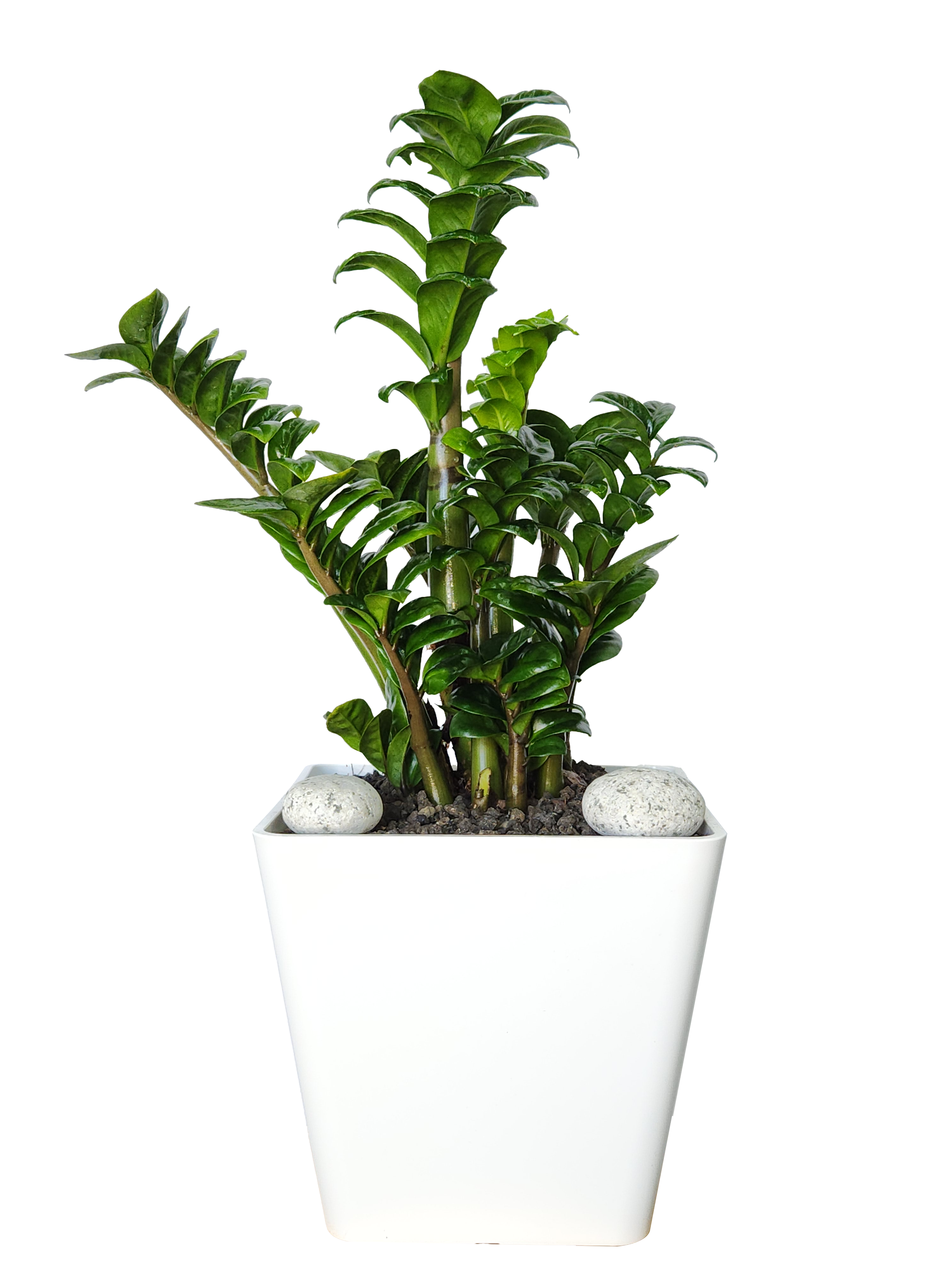 예도화환 미용실 카운터나 네일샵 선반 위에 놓인 테이블야자 연출 사진