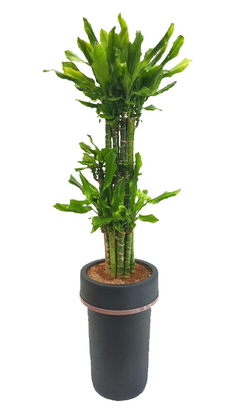 예도화환 테이블야자 소형과 중형 크기 비교