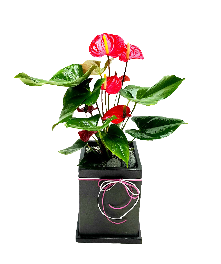 예도화환 테이블야자 소형과 중형 크기 비교