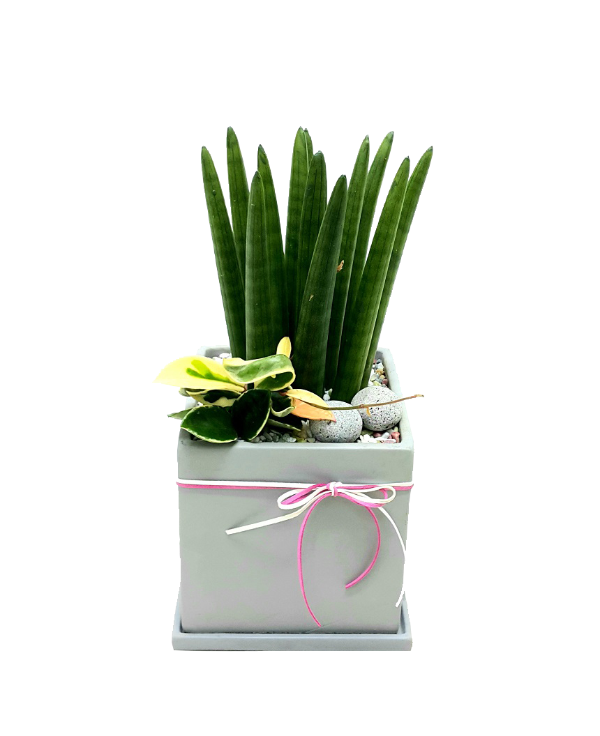 예도화환 산세베리아와 스투키의 공기 정화 원리 설명 그래픽