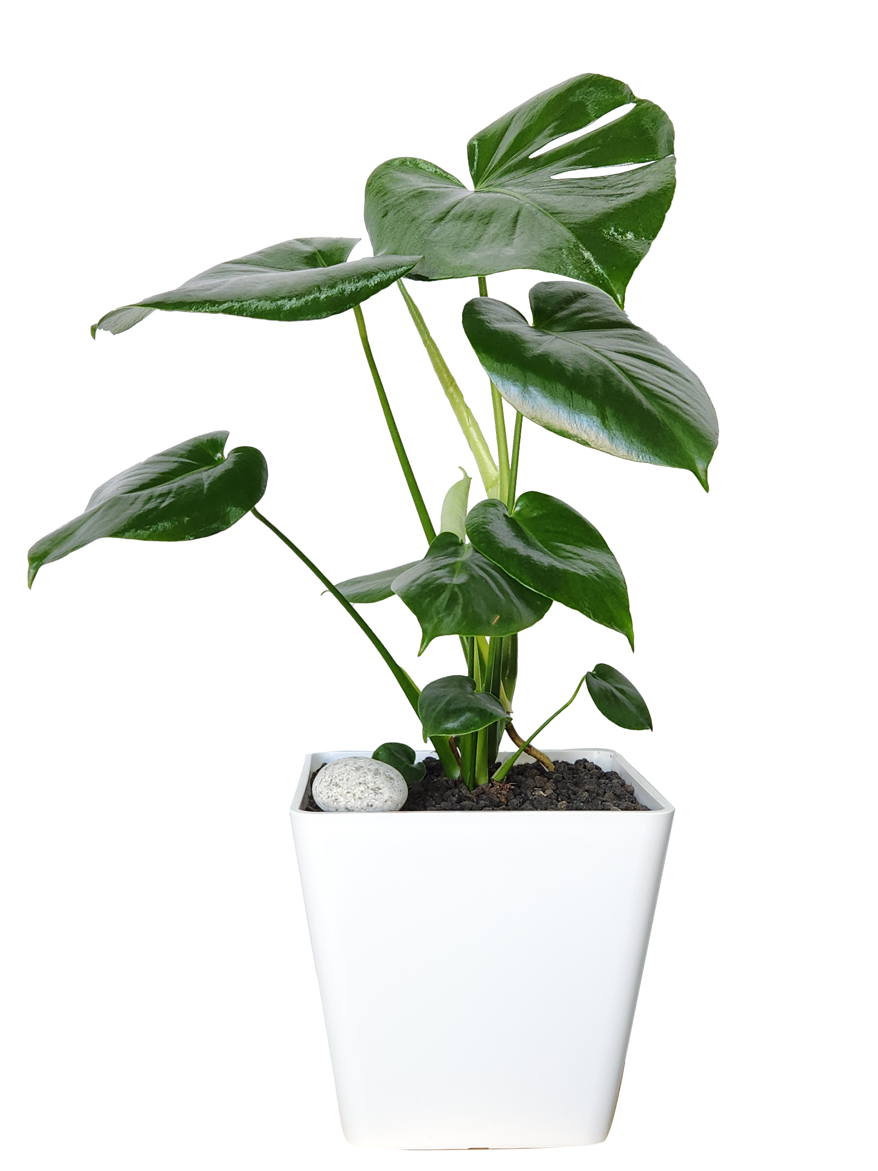 예도화환 주유소 사무실에 어울리는 대형 해피트리와 사무실용 스투키 비교