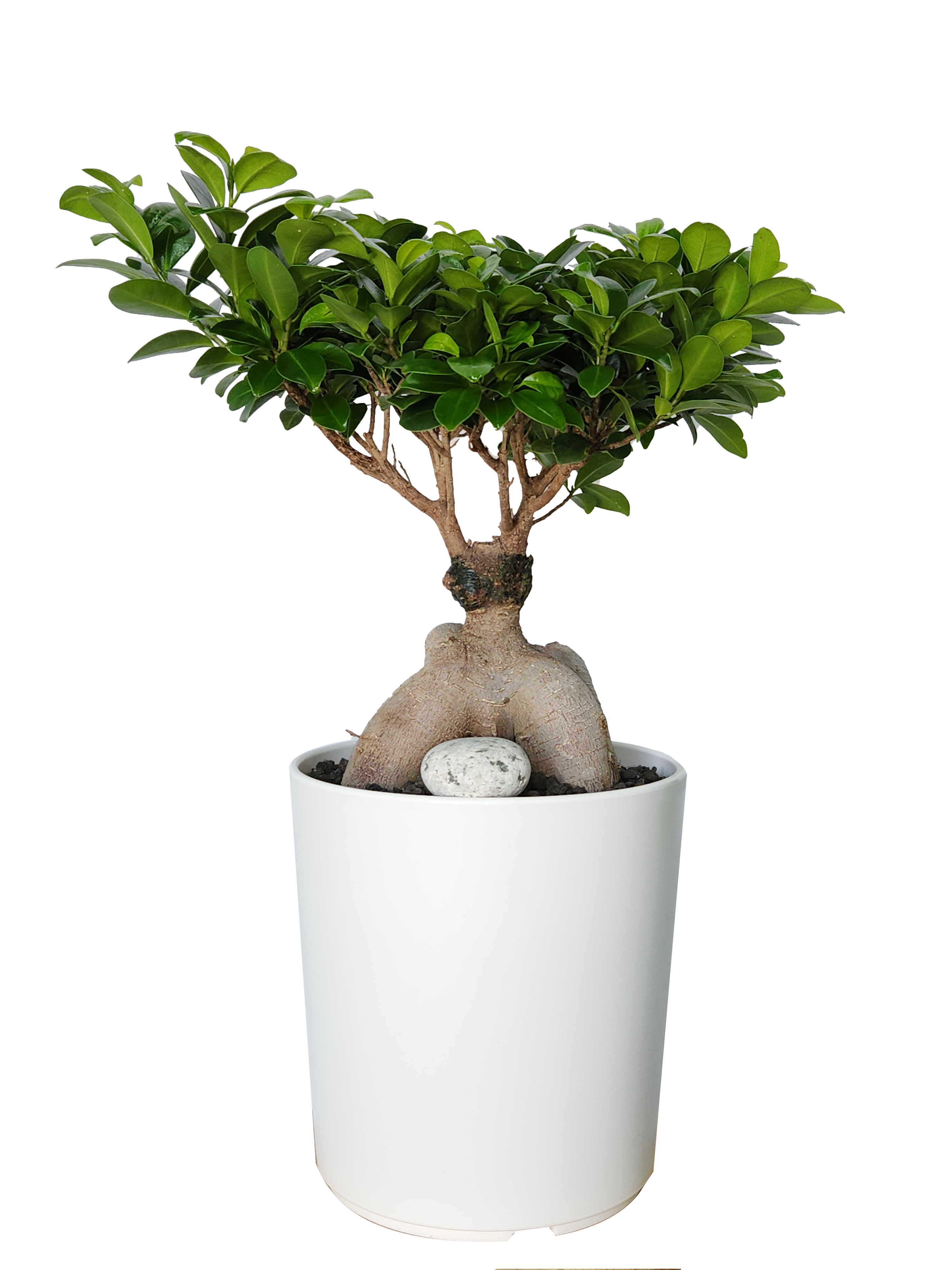 예도화환 주유소 사무실에 어울리는 대형 해피트리와 사무실용 스투키 비교