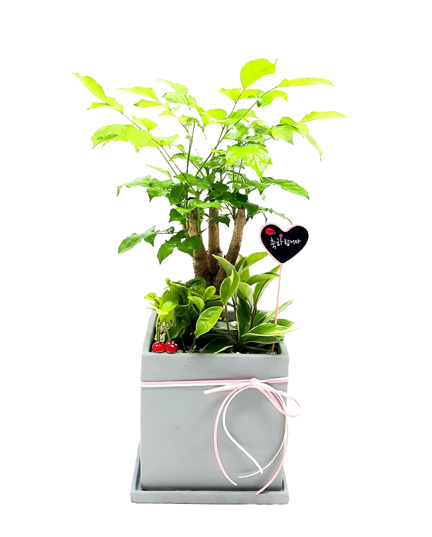 예도화환 잎이 넓은 뱅갈고무나무와 뾰족한 스투키의 수형 비교