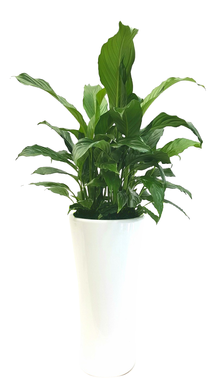 예도화환 잎이 넓은 뱅갈고무나무와 뾰족한 스투키의 수형 비교