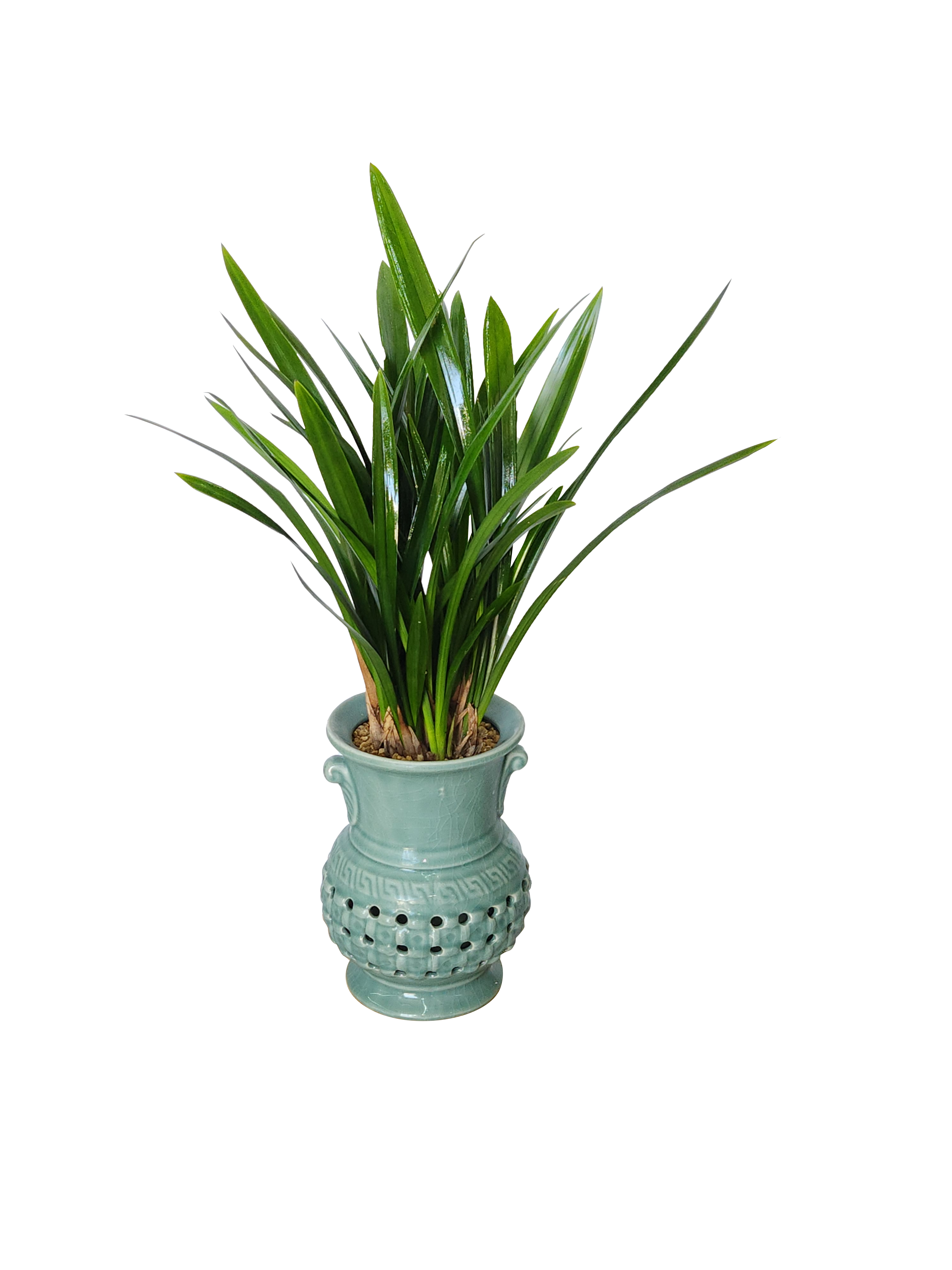 예도화환 동양란/서양란 등급별 화분 크기와 잎 균형 비교 사진