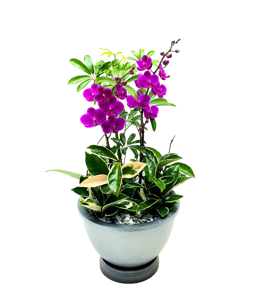 예도화환 서양란 기본형(3대)과 특대형(단상용)의 크기 및 볼륨감 비교 사진