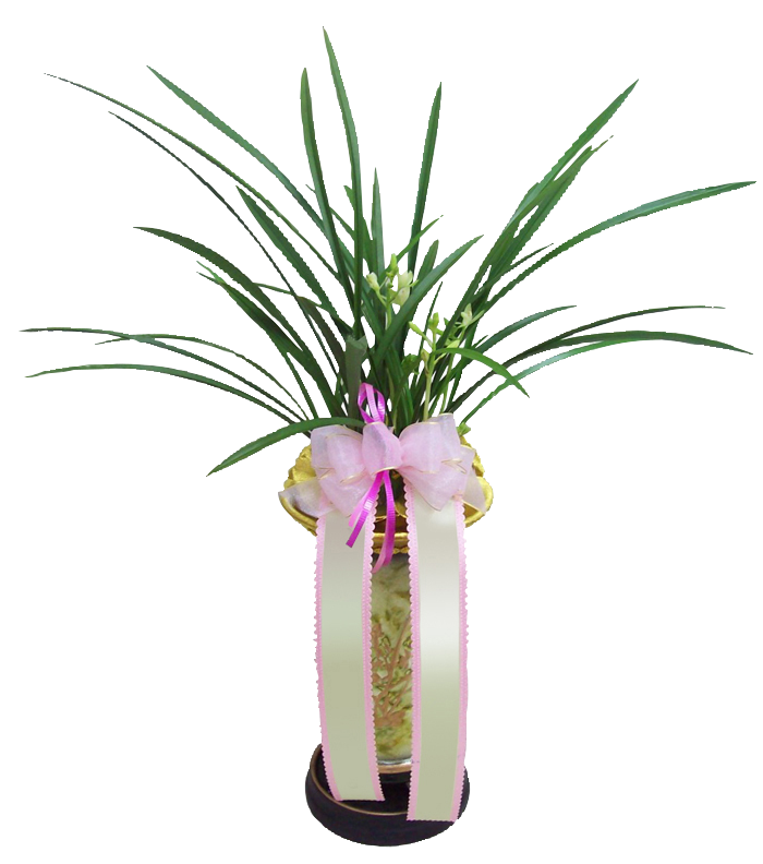 예도화환 철골소심, 산천보세, 황룡금 세 가지 난의 잎 무늬와 화분 비교 사진