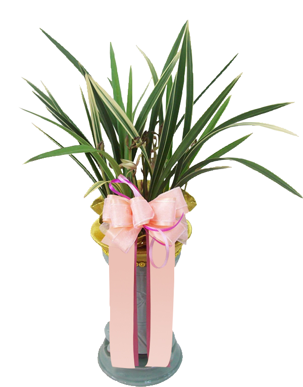 예도화환 승진/취임 동.서양란 대표 상품 실제 제작 사진