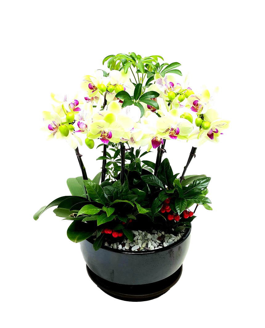 예도화환 화려한 색감의 서양란이 풍성하게 식재된 모습