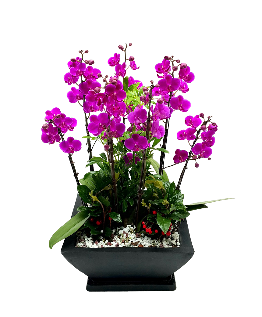 예도화환 승진/취임 동.서양란 대표 상품 실제 제작 사진