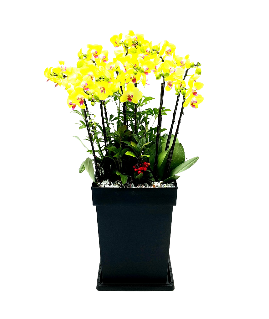 예도화환 동양란의 선과 여백 vs 서양란의 화려한 색감 비교 사진