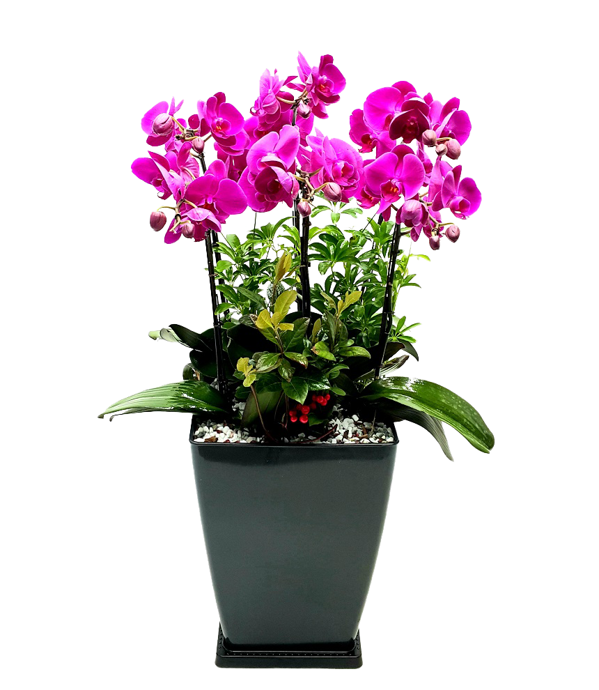 예도화환 철골소심과 만천홍의 실제 배송 상품 비교 사진