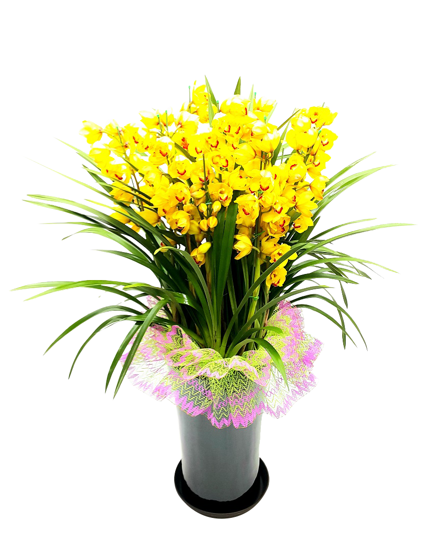 예도화환 동양란과 서양란의 관리 난이도 및 개화 기간 인포그래픽