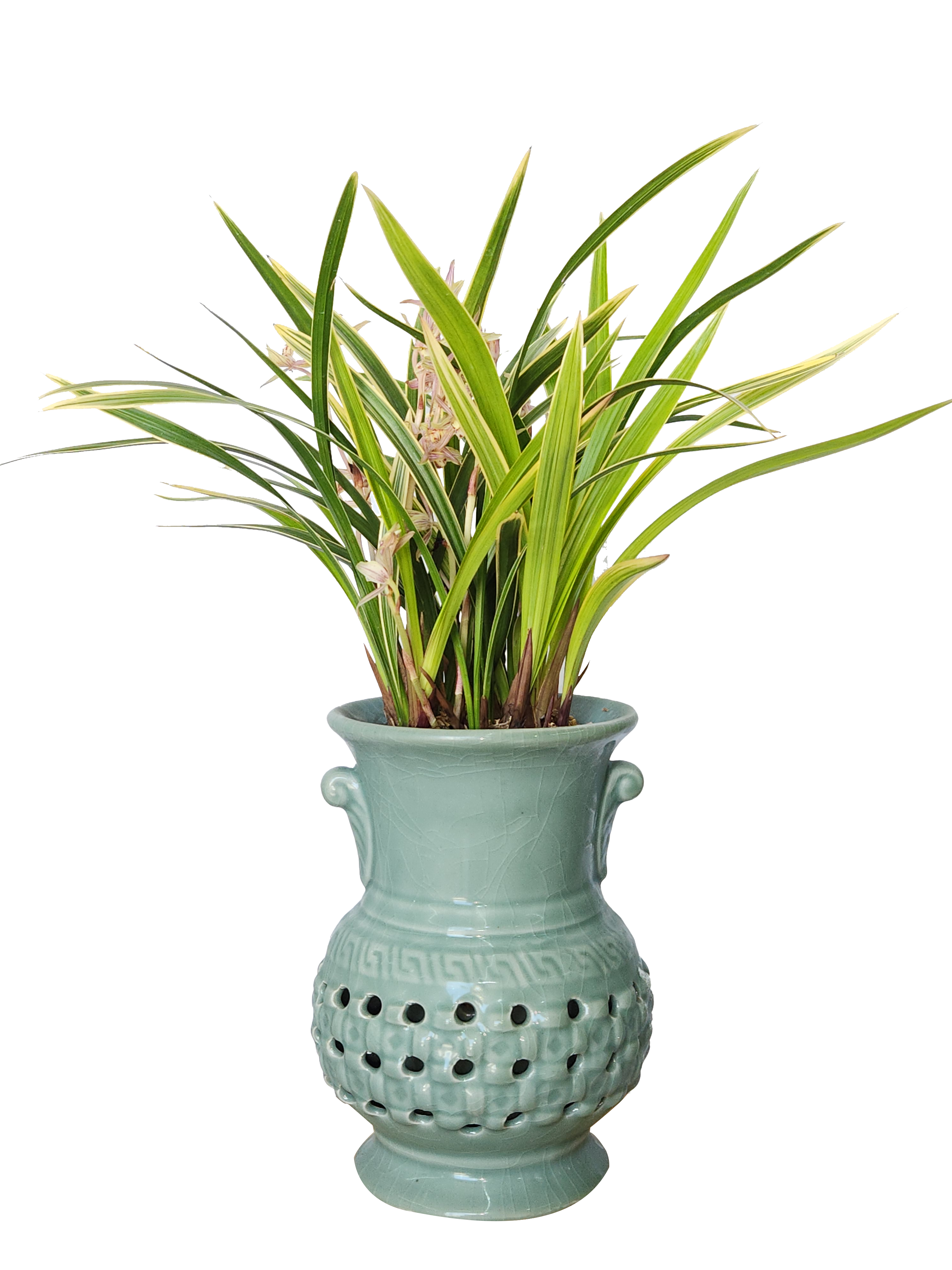 예도화환 동양란과 서양란의 관리 난이도 및 개화 기간 인포그래픽