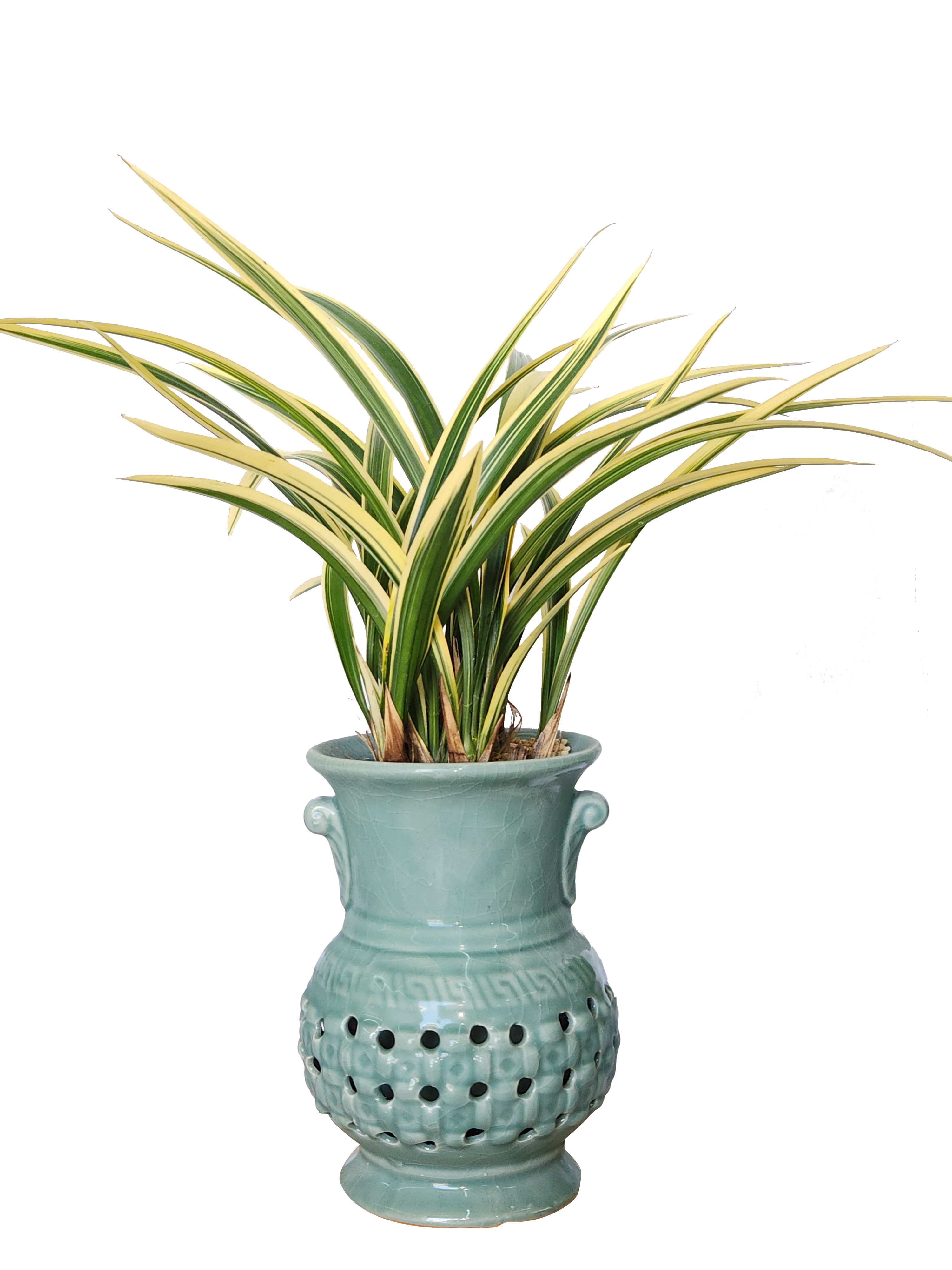 예도화환 서양란 호접란의 꽃대와 잎의 건강한 상태 클로즈업