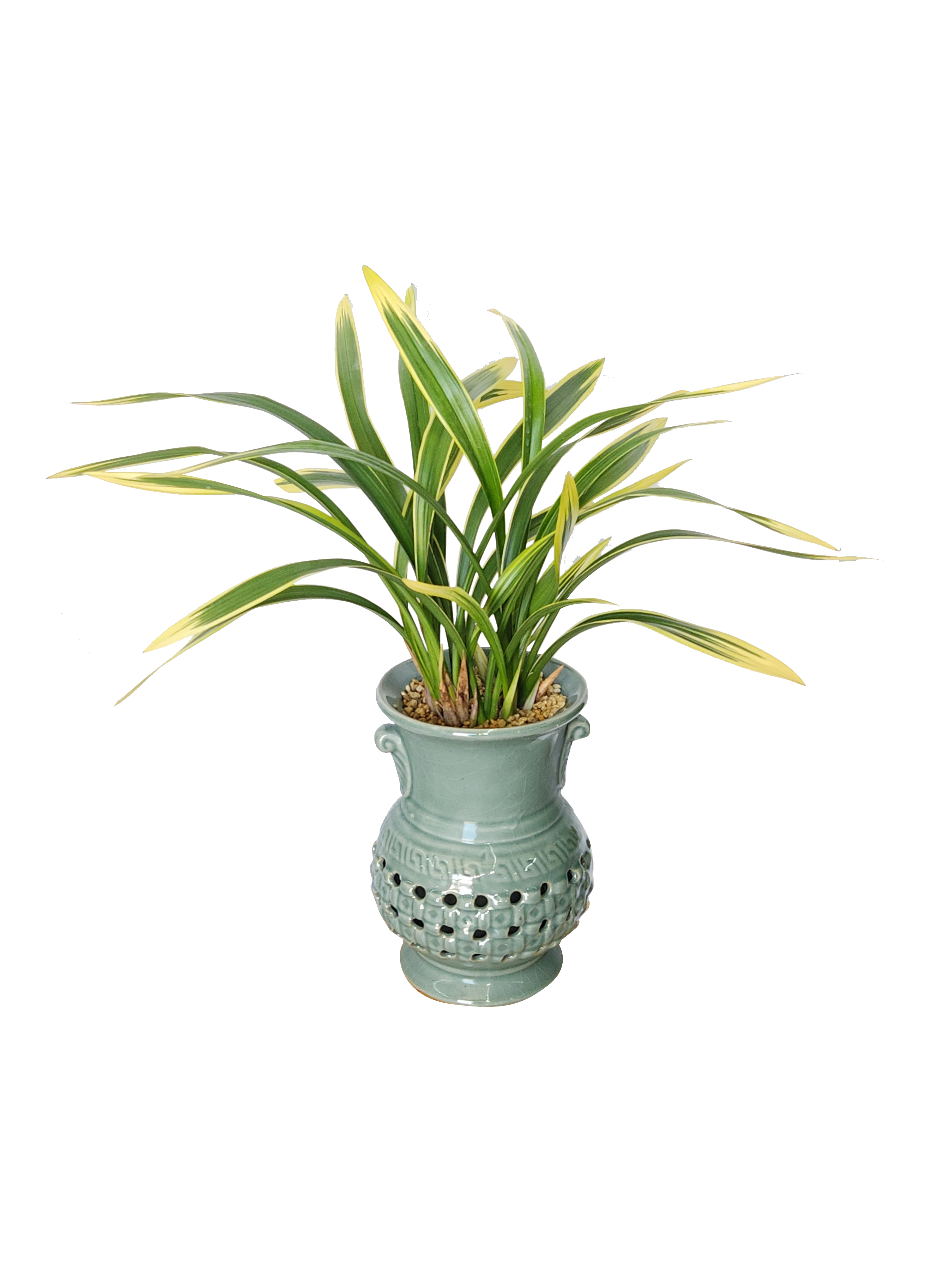 예도화환 서양란 호접란의 꽃대와 잎의 건강한 상태 클로즈업