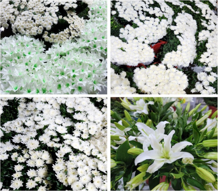 예도화환 예도화환 네트워크 파트너사의 신선한 난 관리 모습