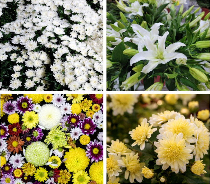 예도화환 예도화환 네트워크 파트너사의 신선한 난 관리 모습