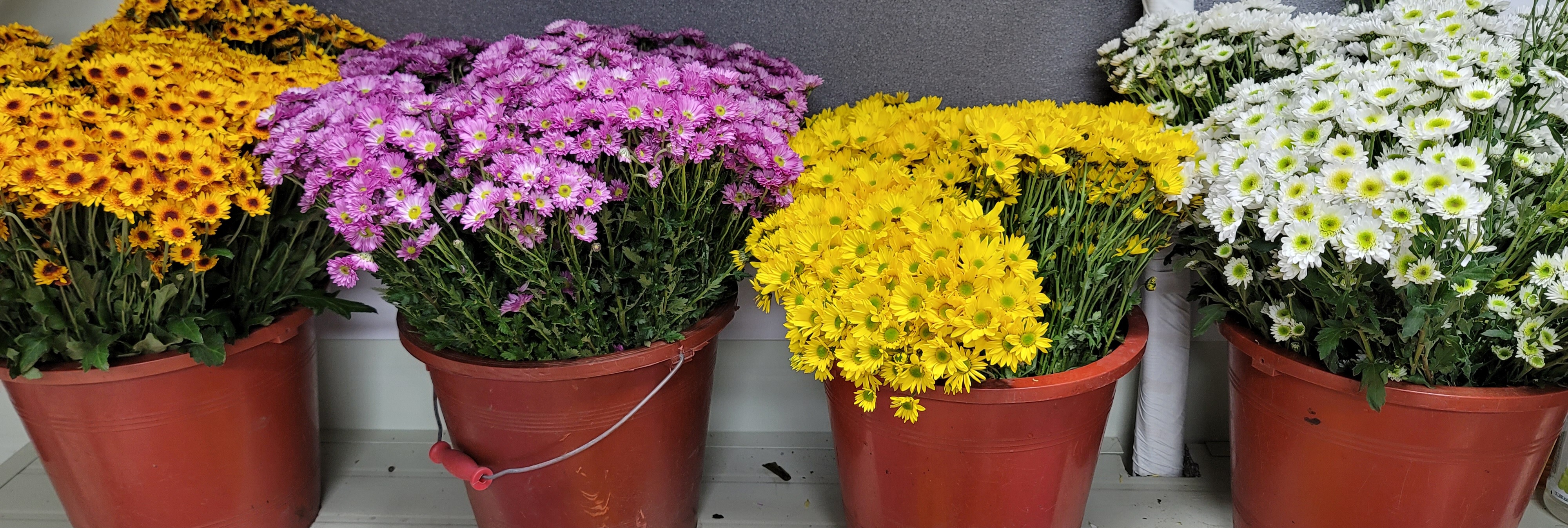 예도화환 화환 제작 시 사용되는 신선한 국화와 거베라 사진