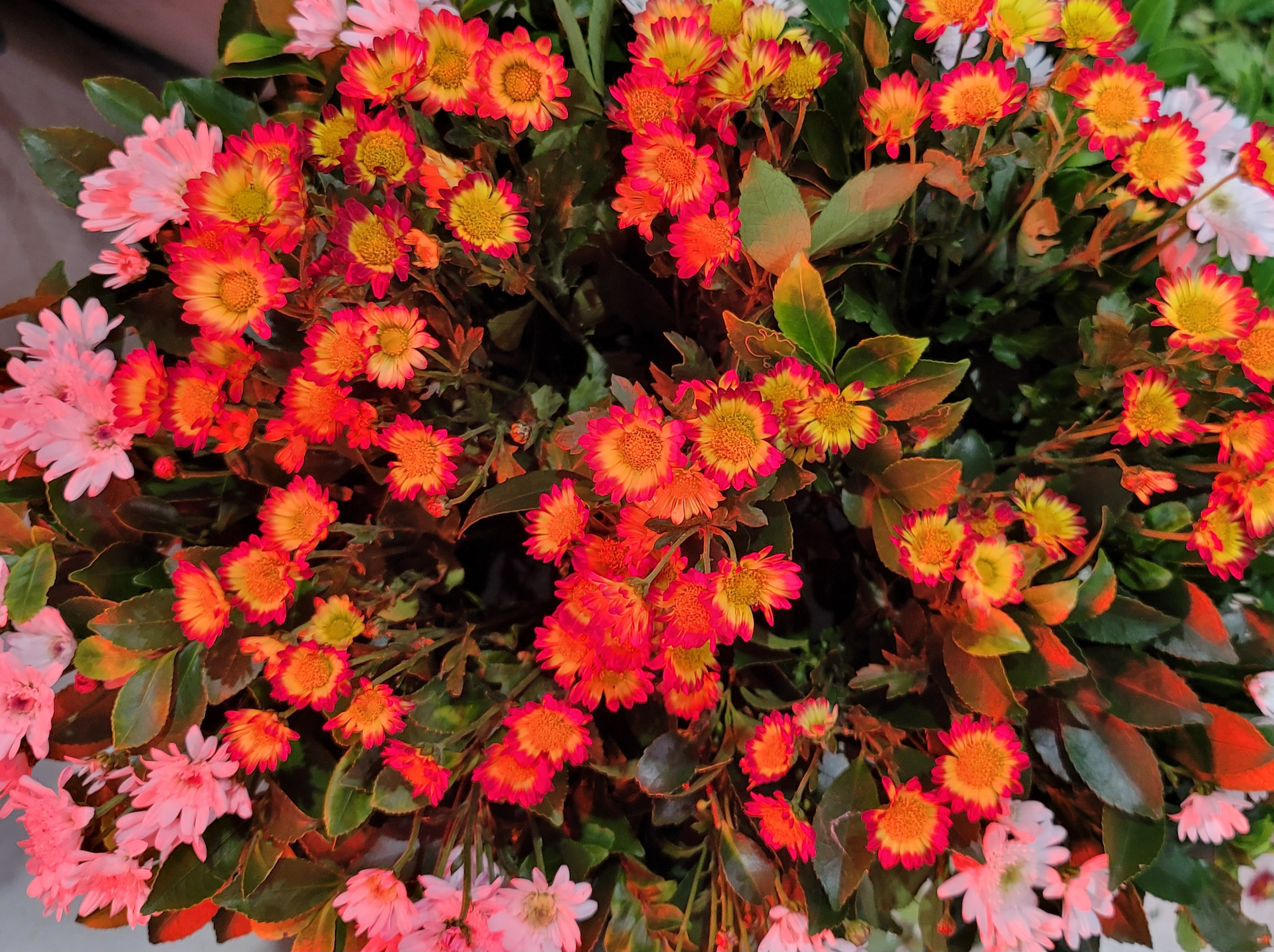 예도화환 화환 제작 시 사용되는 신선한 국화와 거베라 사진