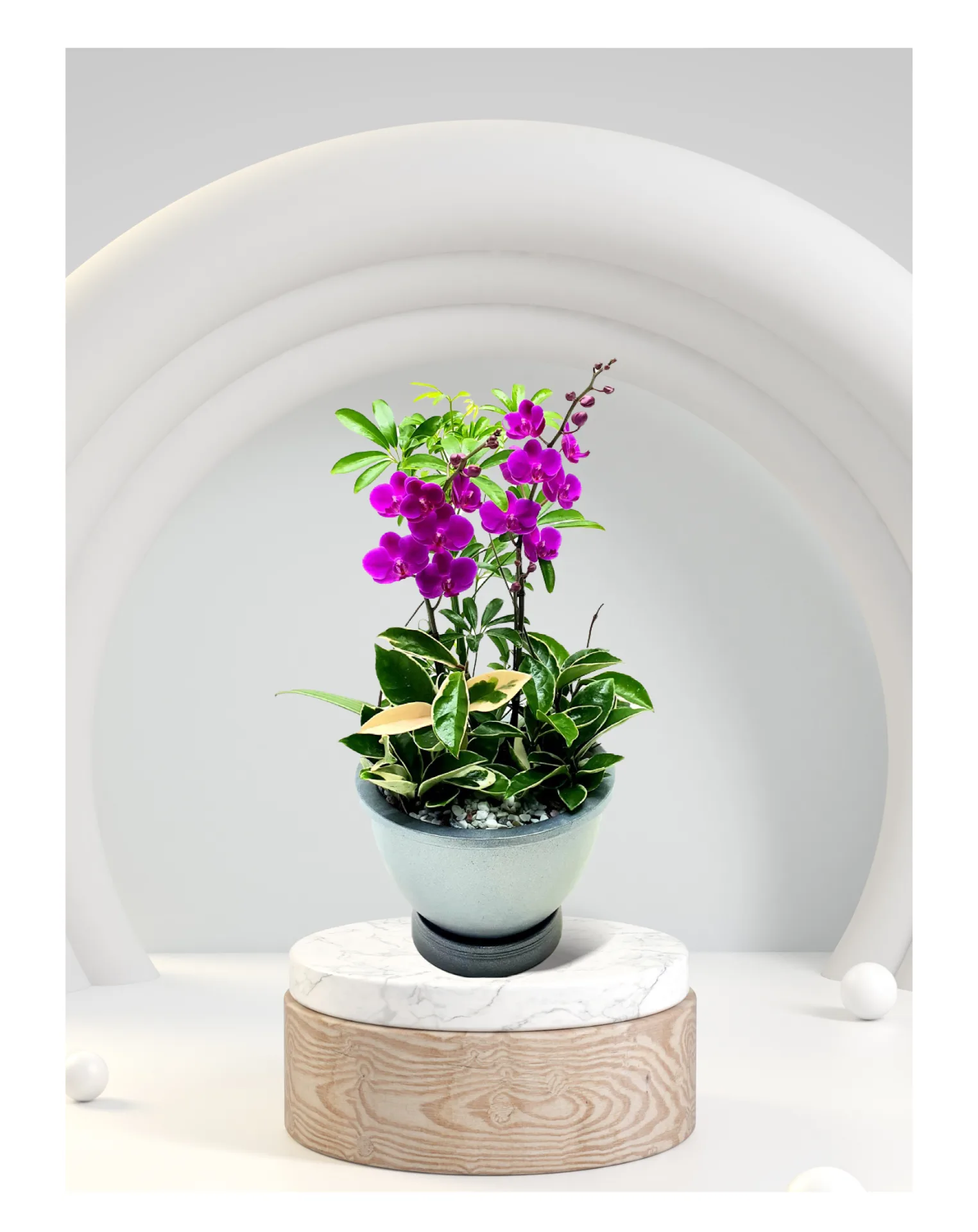 승진 취임란 미니호접 꽃말/상징(통용): 축하·인연/관계·성공 사진 1