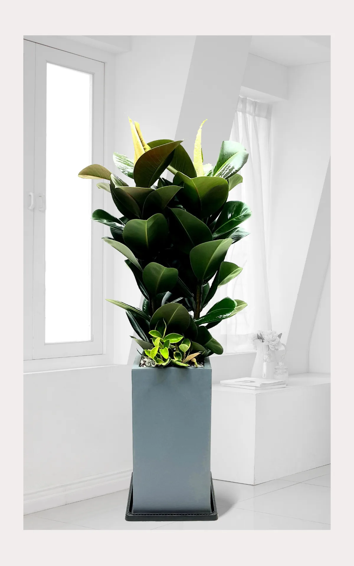 고무나무 개업화분 | 추천 위치·꽃말/상징·관리요령·물주기 + 개업축하문구 사진 1