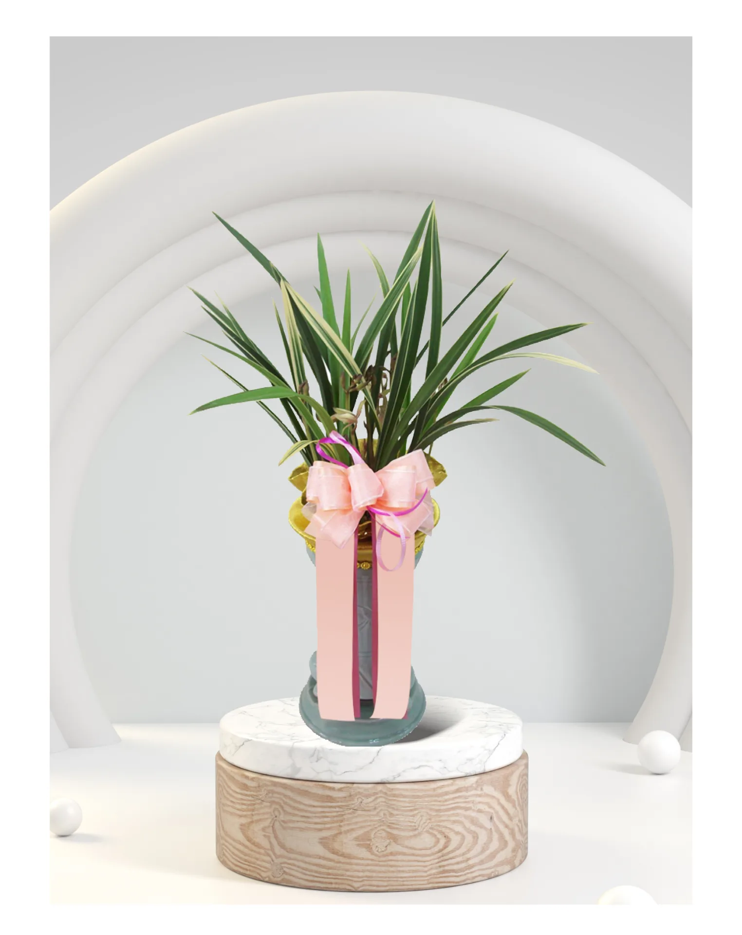 채홍 동양란(축하난) | ‘밝은 축하 무드’ 승진·영전·인사이동 추천 사진 1