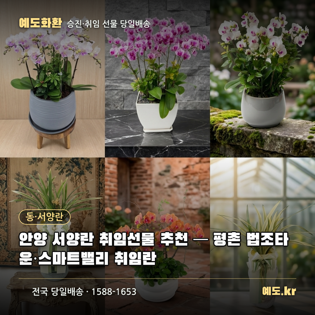 안양 서양란 취임선물 추천 — 평촌 법조타운·스마트밸리 취임란 - 예도화환