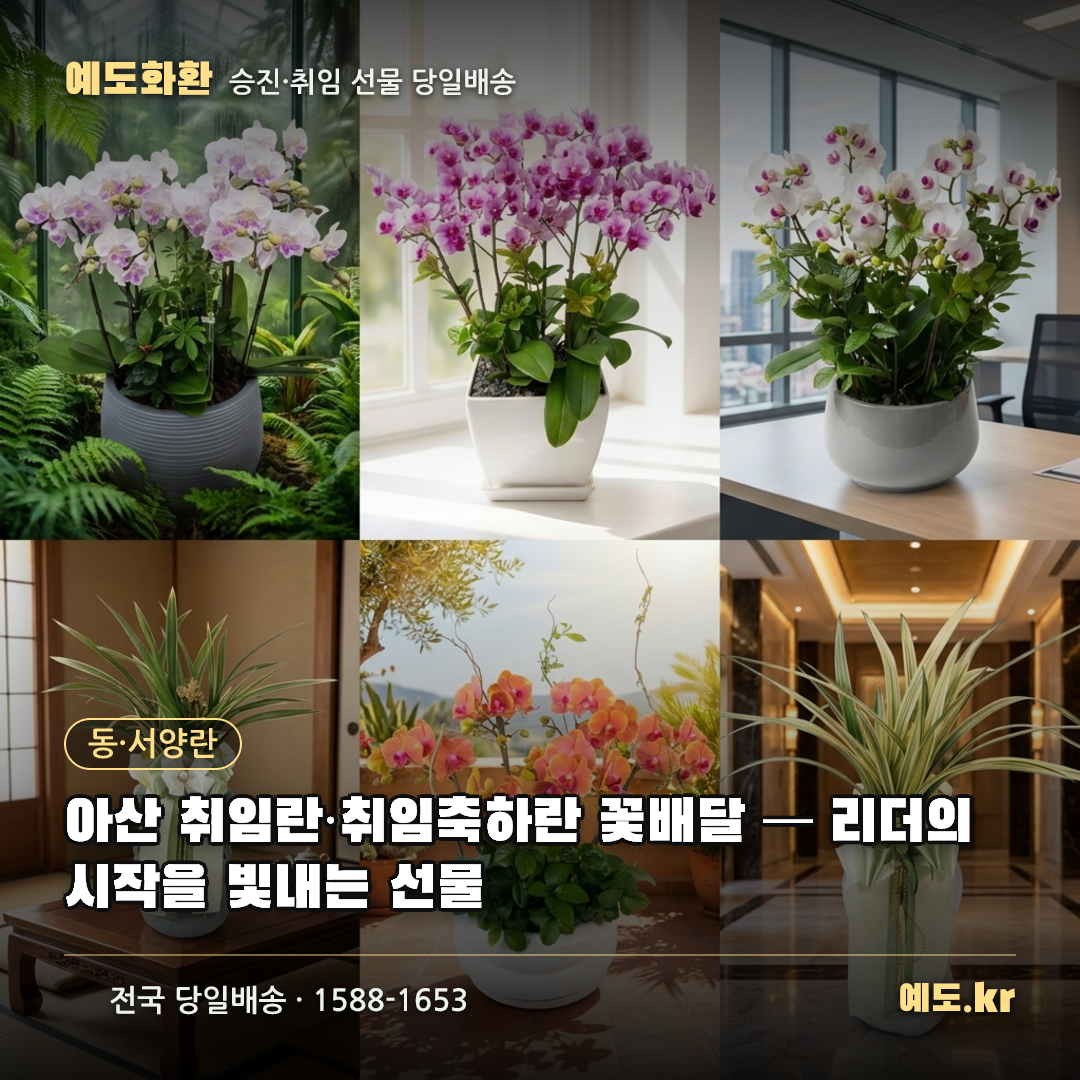 아산 취임란·취임축하란 꽃배달 — 리더의 시작을 빛내는 선물 - 예도화환