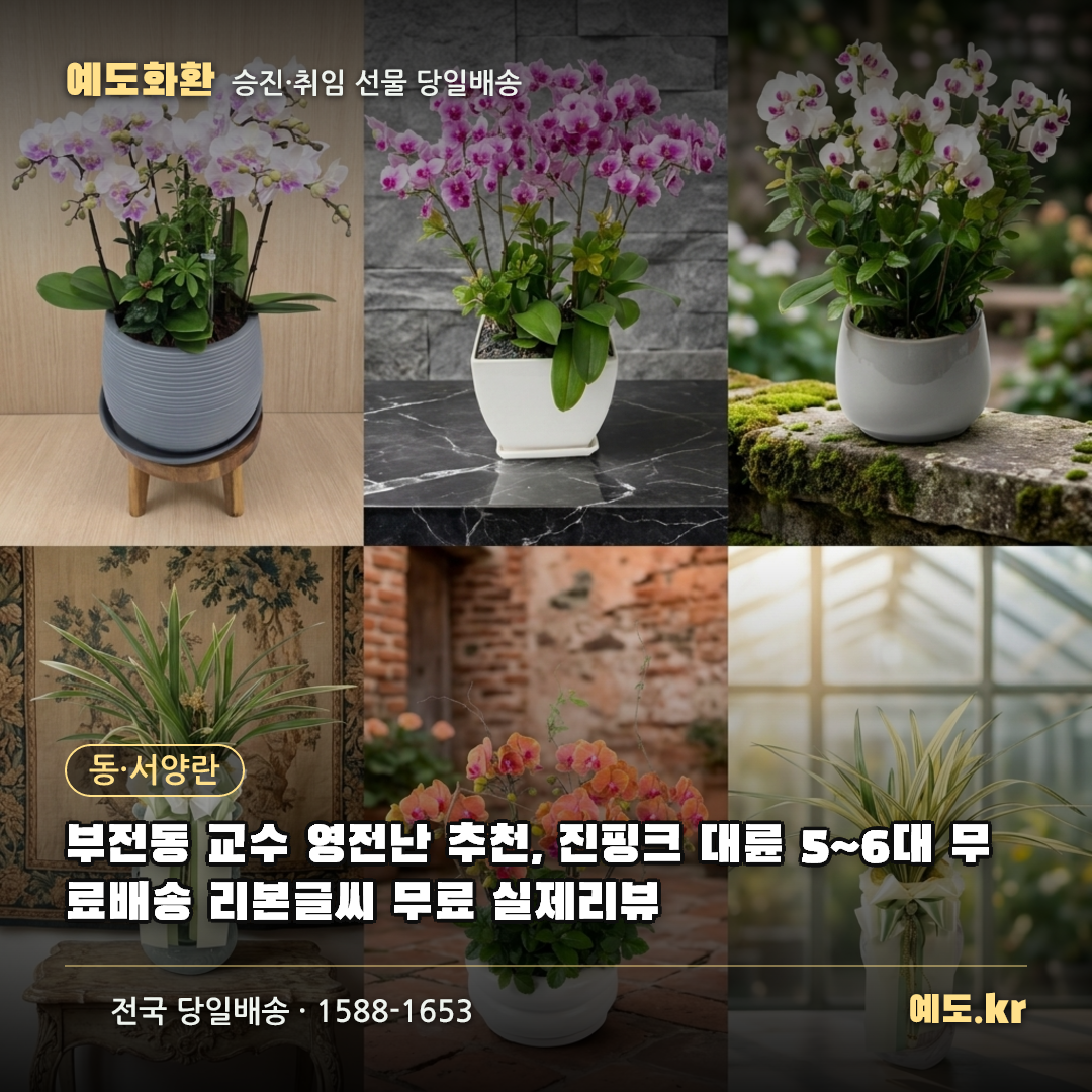 부전동 교수 영전난 추천, 진핑크 대륜 5~6대 무료배송 리본글씨 무료 실제리뷰 - 예도화환