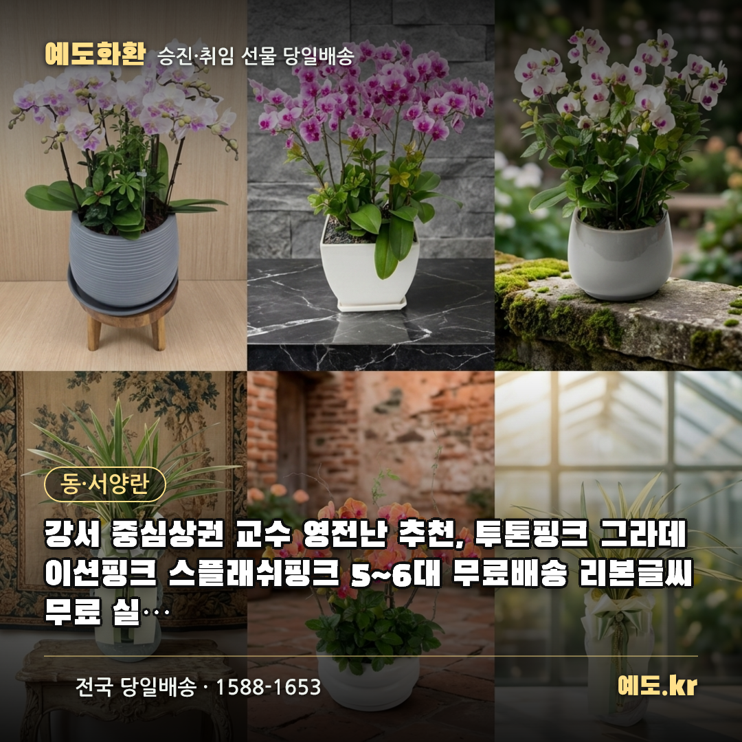 강서 중심상권 교수 영전난 추천, 투톤핑크 그라데이션핑크 스플래쉬핑크 5~6대 무료배송 리본글씨 무료 실제리뷰 - 예도화환