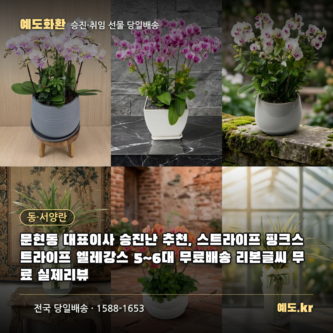 문현동 대표이사 승진난 추천, 스트라이프 핑크스트라이프 엘레강스 5~6대 무료배송 리본글씨 무료 실제리뷰 - 예도화환