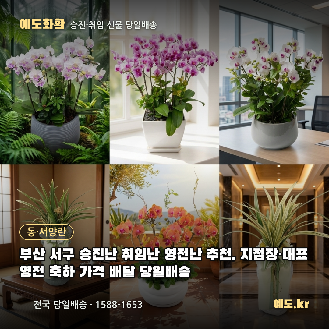 부산 서구 승진난 취임난 영전난 추천, 지점장·대표 영전 축하 가격 배달 당일배송 - 예도화환