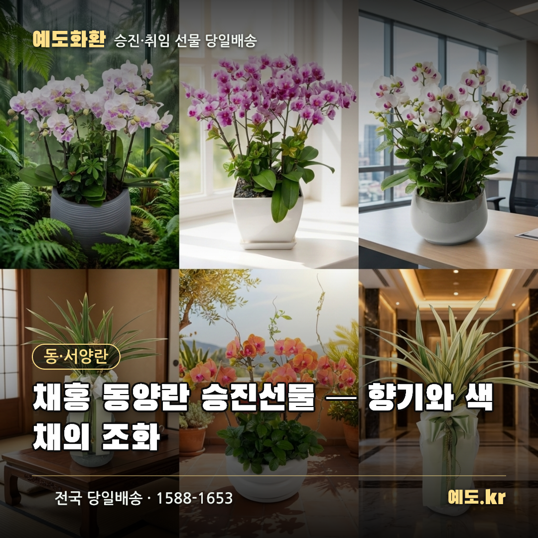 채홍 동양란 승진선물 — 향기와 색채의 조화 - 예도화환