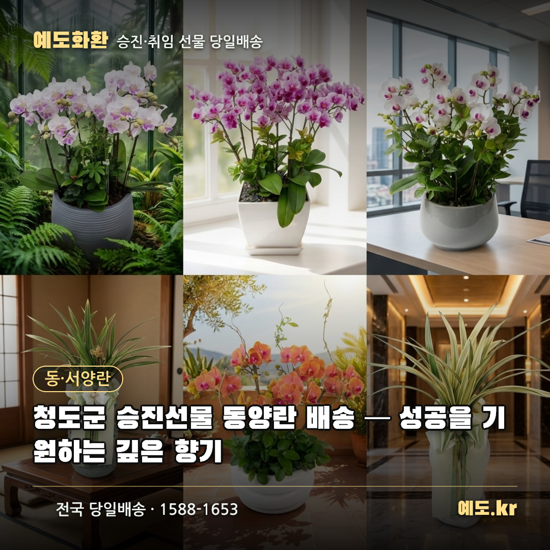 청도군 승진선물 동양란 배송 — 성공을 기원하는 깊은 향기 - 예도화환