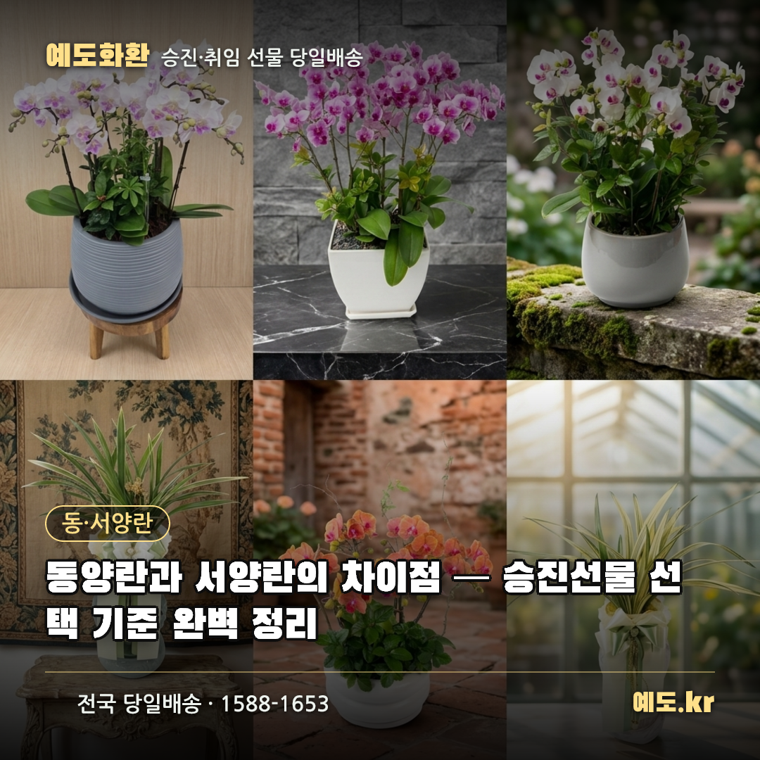 동양란과 서양란의 차이점 — 승진선물 선택 기준 완벽 정리 - 예도화환