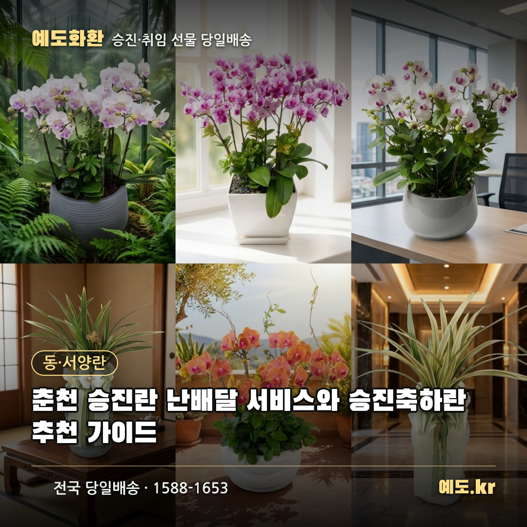 춘천 승진란 난배달 서비스와 승진축하란 추천 가이드 - 예도화환