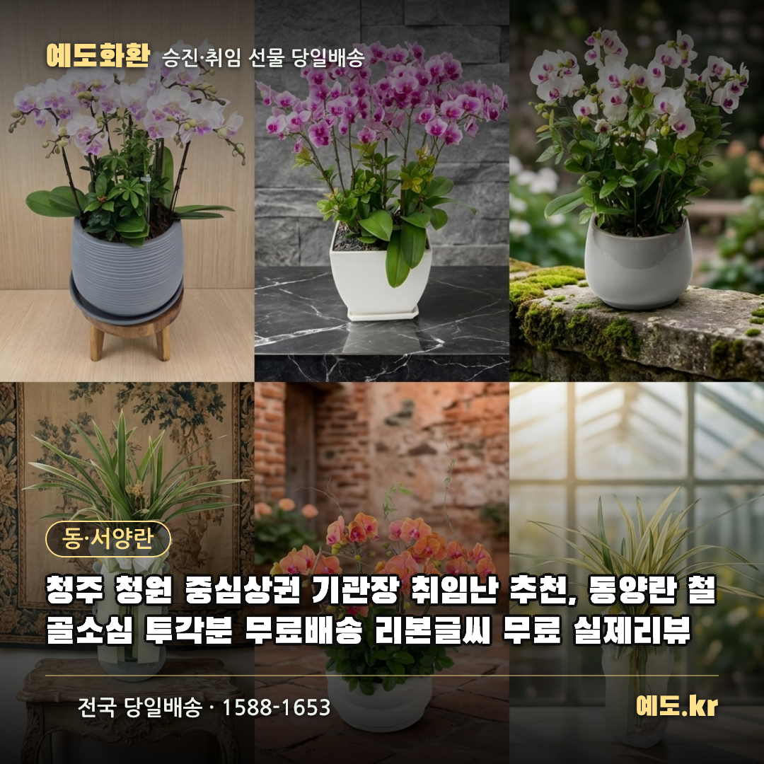 청주 청원 중심상권 기관장 취임난 추천, 동양란 철골소심 투각분 무료배송 리본글씨 무료 실제리뷰 - 예도화환