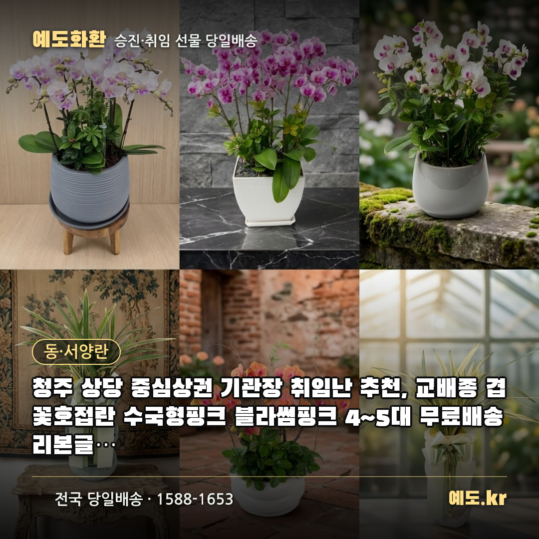 청주 상당 중심상권 기관장 취임난 추천, 교배종 겹꽃호접란 수국형핑크 블라썸핑크 4~5대 무료배송 리본글씨 무료 실제리뷰 - 예도화환