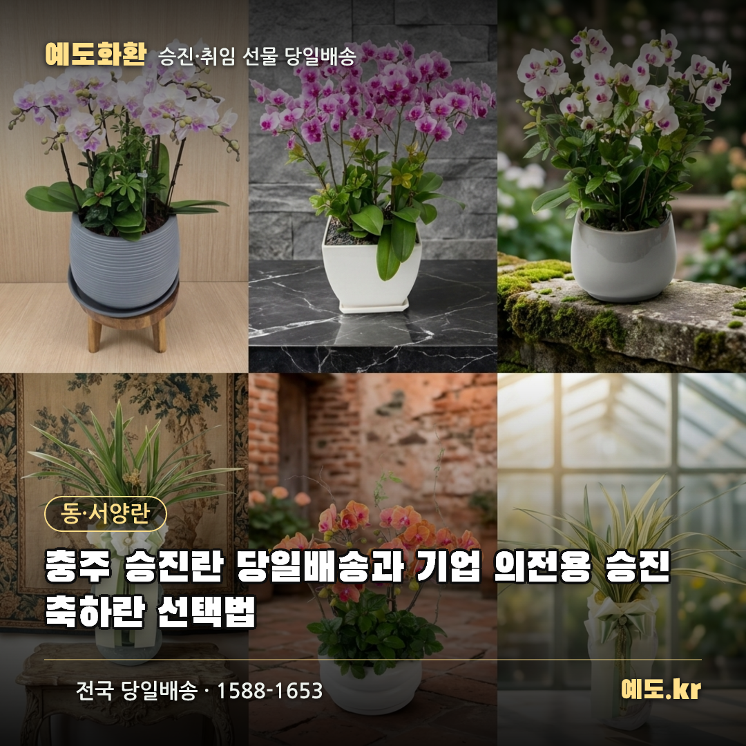 충주 승진란 당일배송과 기업 의전용 승진축하란 선택법 - 예도화환