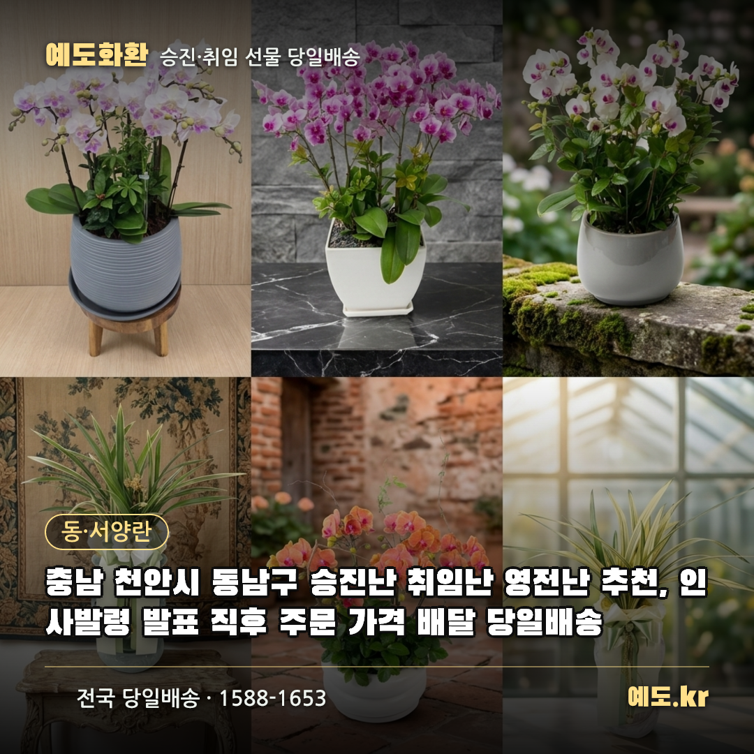 충남 천안시 동남구 승진난 취임난 영전난 추천, 인사발령 발표 직후 주문 가격 배달 당일배송 - 예도화환