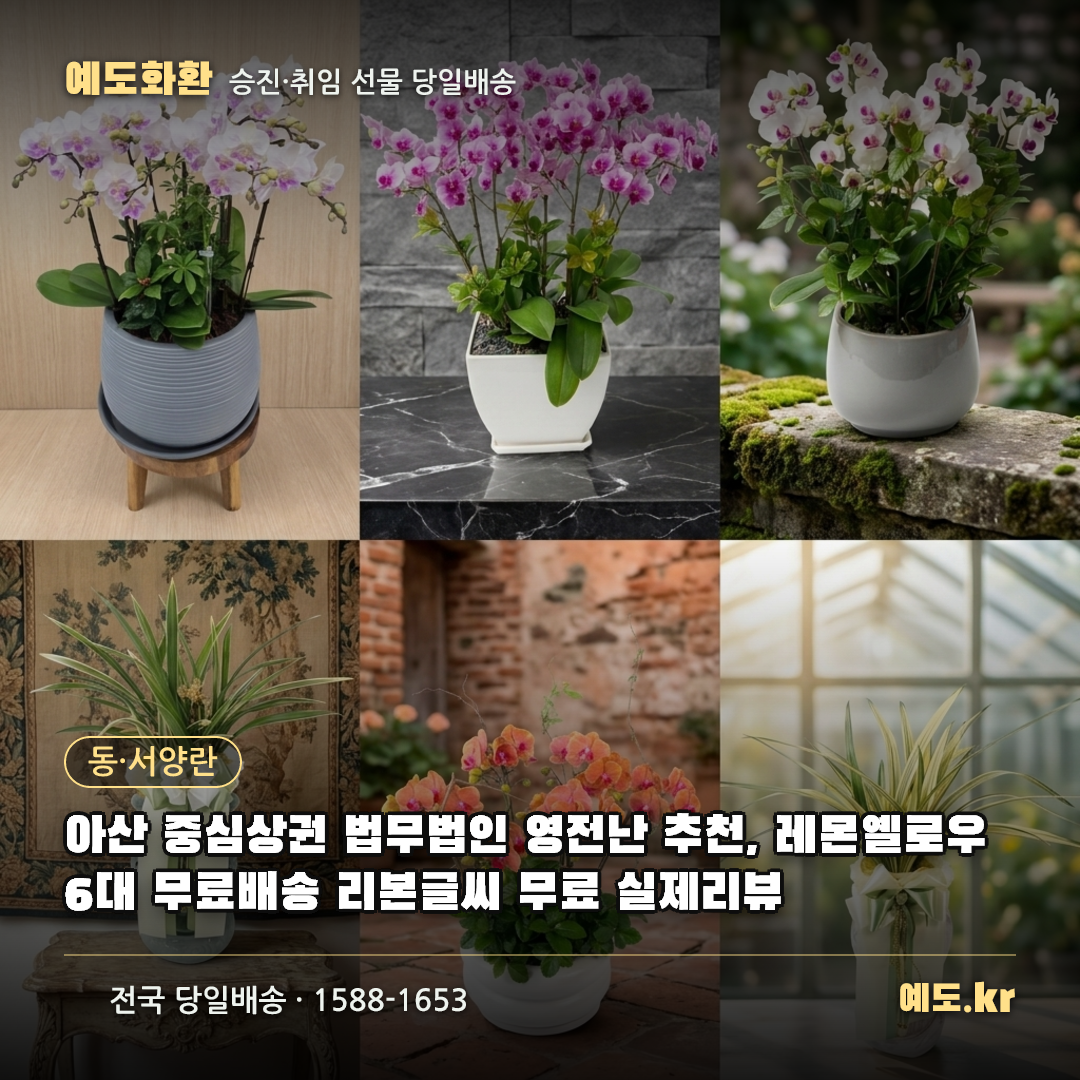 아산 중심상권 법무법인 영전난 추천, 레몬옐로우 6대 무료배송 리본글씨 무료 실제리뷰 - 예도화환
