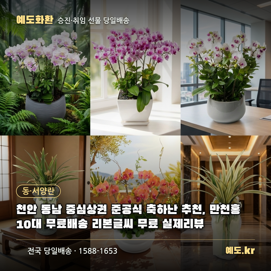 천안 동남 중심상권 준공식 축하난 추천, 만천홍 10대 무료배송 리본글씨 무료 실제리뷰 - 예도화환