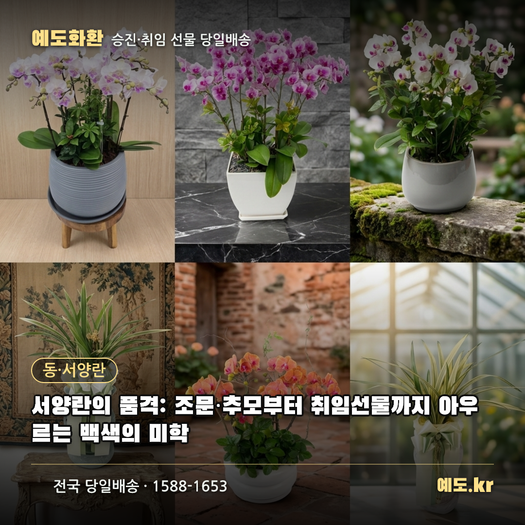 서양란의 품격: 조문·추모부터 취임선물까지 아우르는 백색의 미학 - 예도화환