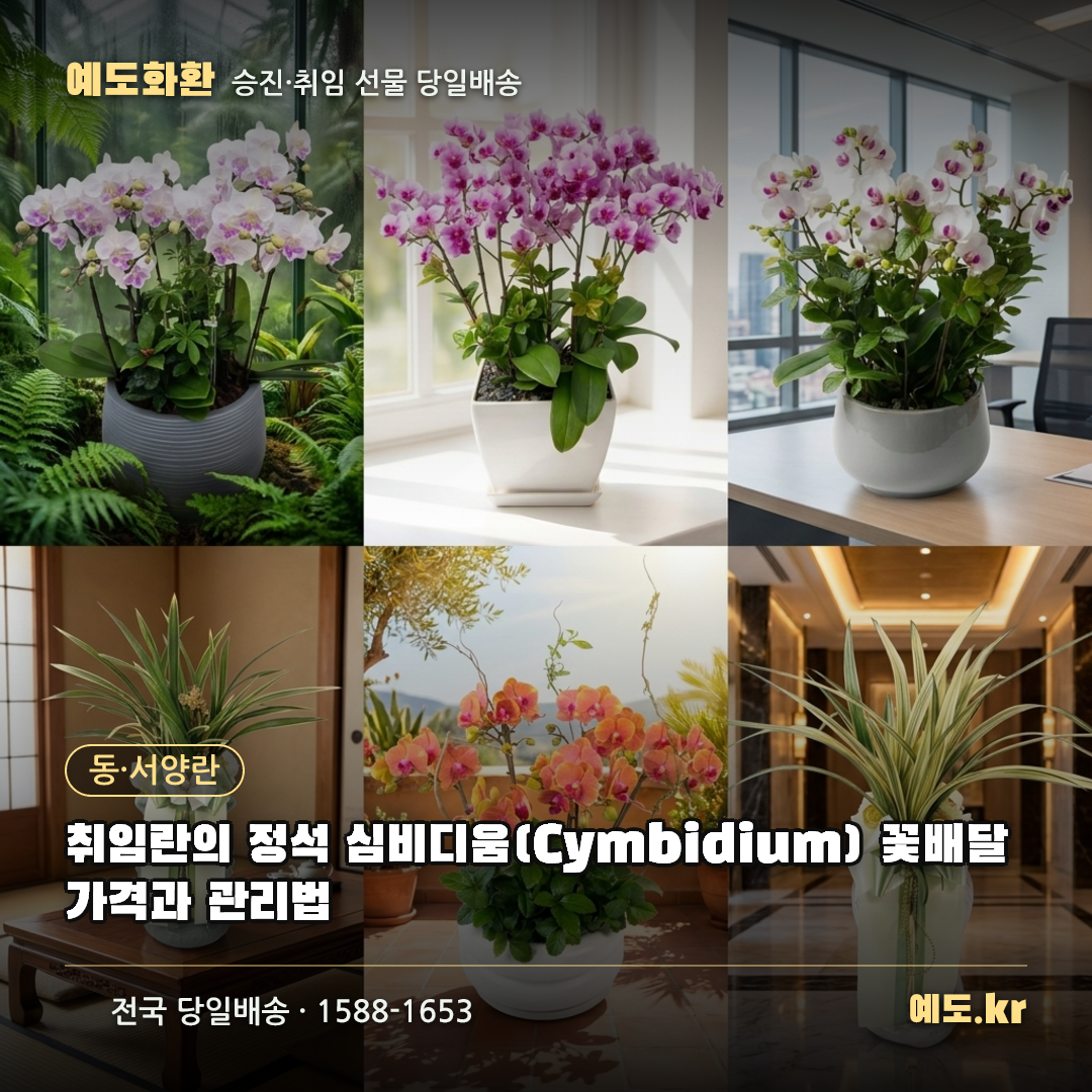 취임란의 정석 심비디움(Cymbidium) 꽃배달 가격과 관리법 - 예도화환