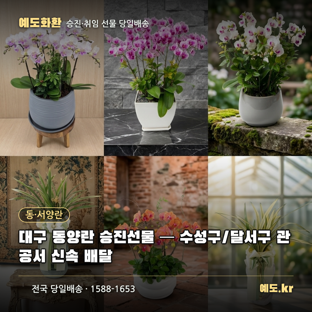 대구 동양란 승진선물 — 수성구/달서구 관공서 신속 배달 - 예도화환