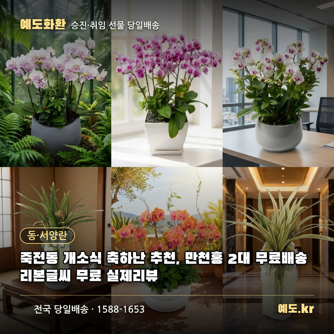 죽전동 개소식 축하난 추천, 만천홍 2대 무료배송 리본글씨 무료 실제리뷰 - 예도화환