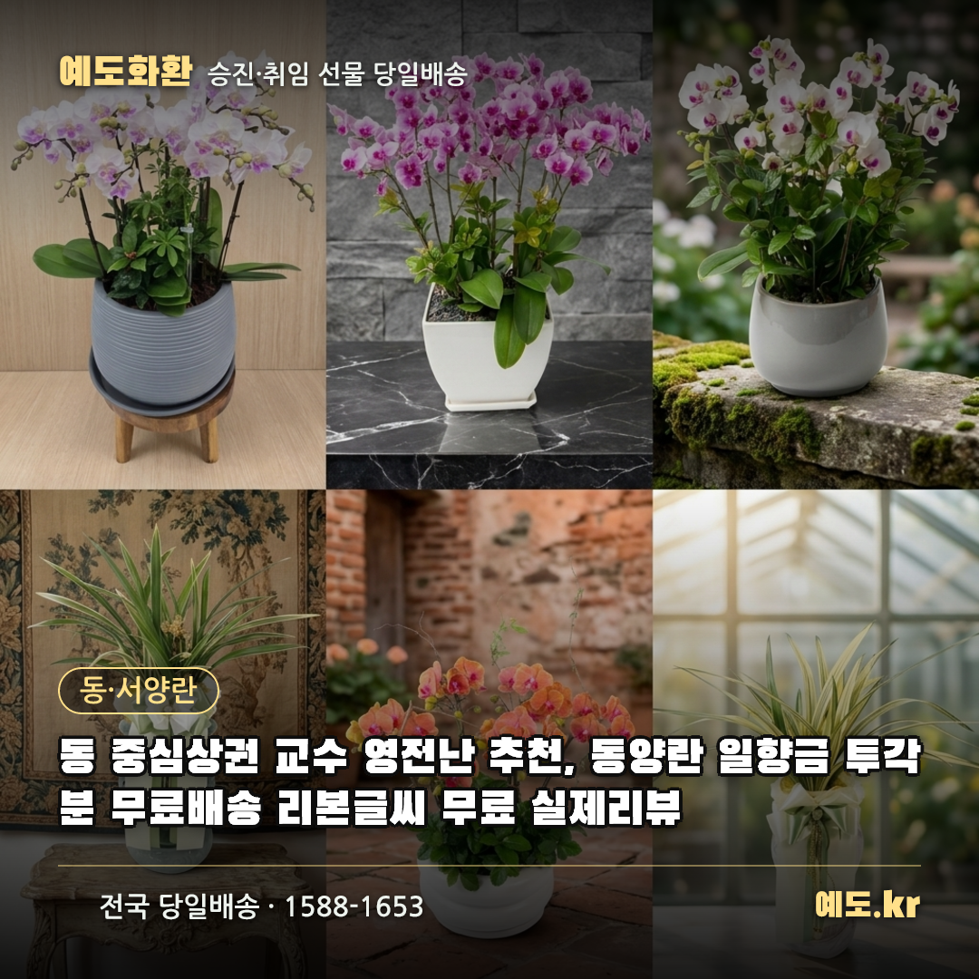 동 중심상권 교수 영전난 추천, 동양란 일향금 투각분 무료배송 리본글씨 무료 실제리뷰 - 예도화환