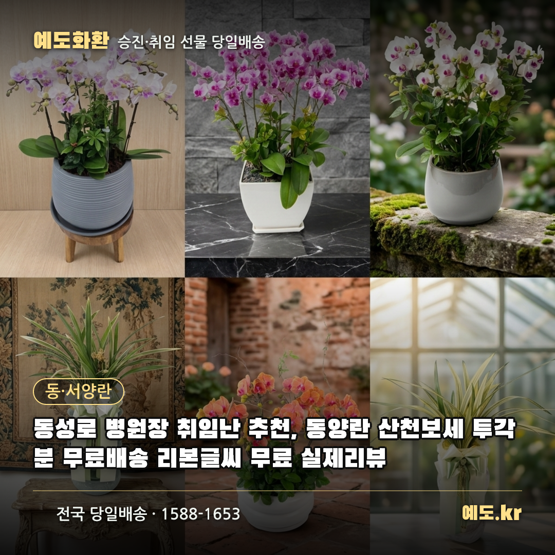 동성로 병원장 취임난 추천, 동양란 산천보세 투각분 무료배송 리본글씨 무료 실제리뷰 - 예도화환